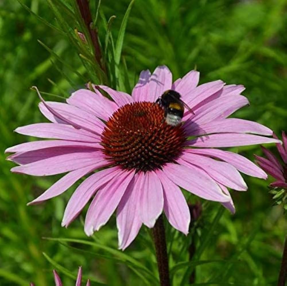 Echinacea Bright Star coneflower seeds for perennial wildflower gardens